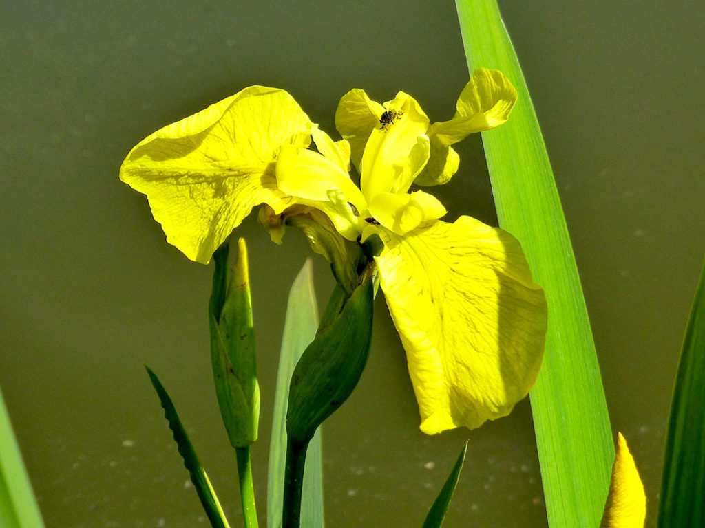 Iris-pseudacorus